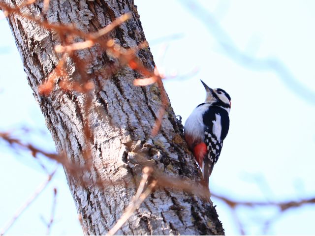 コンコンコン…と音が聞こえてきたら、周辺の木をよく見てみてください。野鳥たちの姿を見つけられるかもしれませんよ!