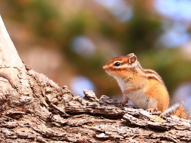 野生動物との出会いもあるかもしれません。五感を研ぎ澄ませてみると様々な音が聞こえてきますよ!