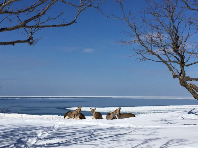 fRǂ璭߂Iz[cNCƗX̌iFI