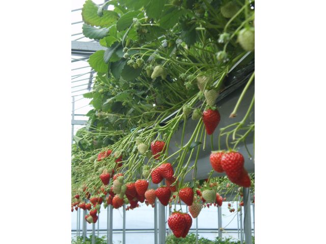 スペシャルウィーク コロナ対策実施中 4 7 4 28 高知最大級 赤くて甘いいちごを40分食べ放題 コロナ対策実施中 西島園芸団地 じゃらん遊び体験 スペシャルウィーク コロナ対策実施中 4 7 4 28 高知最大級 赤くて甘いいちごを40分食べ放題 コロナ対策実施中 西島園芸団地 じゃらん遊び体験