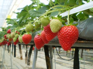スペシャルウィーク コロナ対策実施中 4 7 4 28 高知最大級 赤くて甘いいちごを40分食べ放題 コロナ対策実施中 西島園芸団地 じゃらん遊び体験 スペシャルウィーク コロナ対策実施中 4 7 4 28 高知最大級 赤くて甘いいちごを40分食べ放題 コロナ対策実施中 西島園芸団地 じゃらん遊び体験