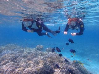 水族館で満足ですか?クマノミにドリーがお出迎えする水中の世界へ♪