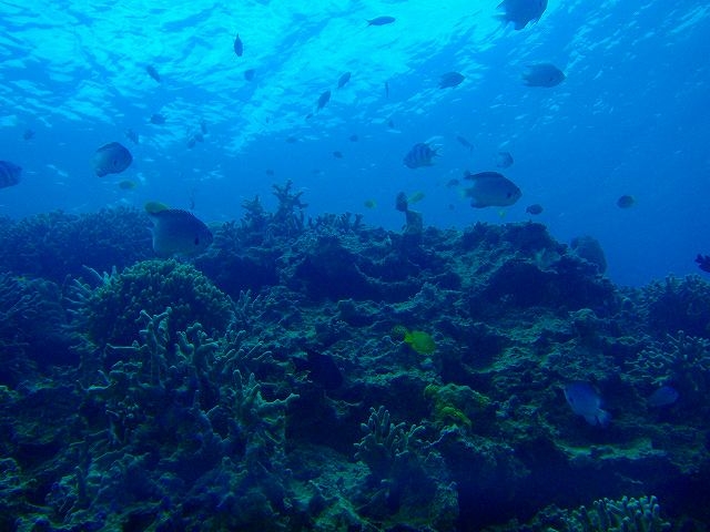 ̊Cōō̎vo肵܂񂩁