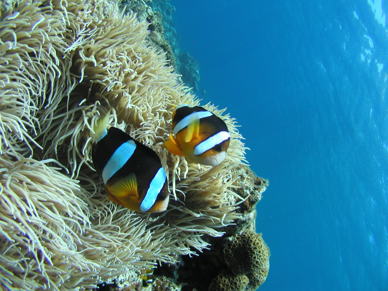 FDN}m~t@~[ɂɂႤII