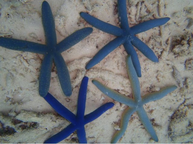 アオヒトデ見つけられるかな??