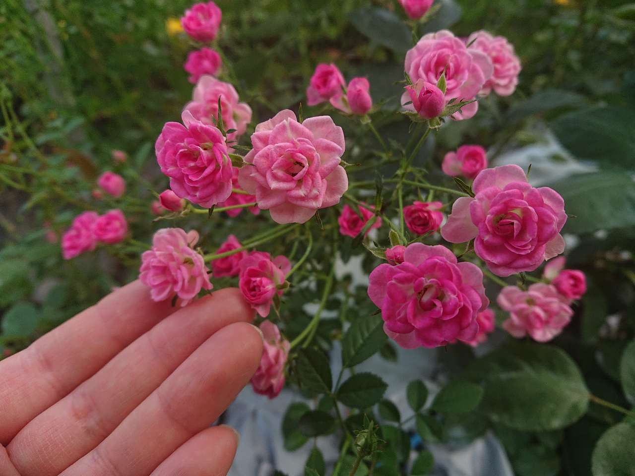 ゆ*か様 アンティーク ホーロー サボンラック 薔薇 バラ 5感で楽しむバラツアー【バラ浴】貴重！バラ農家のハウスに入れます