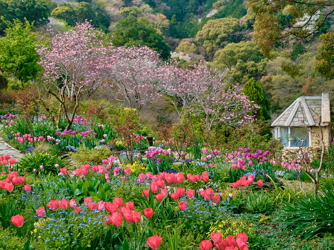 「ACAO FOREST」特別前売り入園チケット