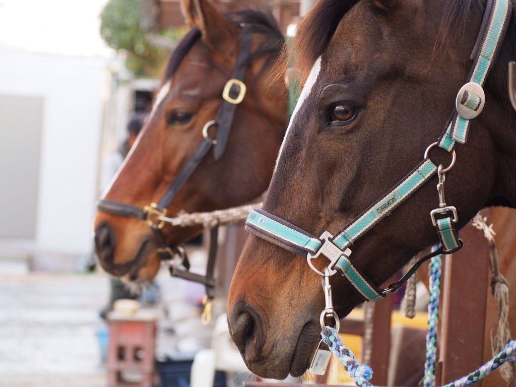 ňoSȂłvIOꂵbXňSł