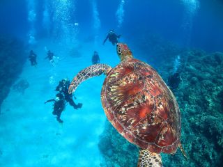ケラマ諸島国立公園では、3種類のウミガメが見ることができ、比較的高確率での遭遇が可能です!さぁ体験ダイビングでウミガメに会いに行こう!!