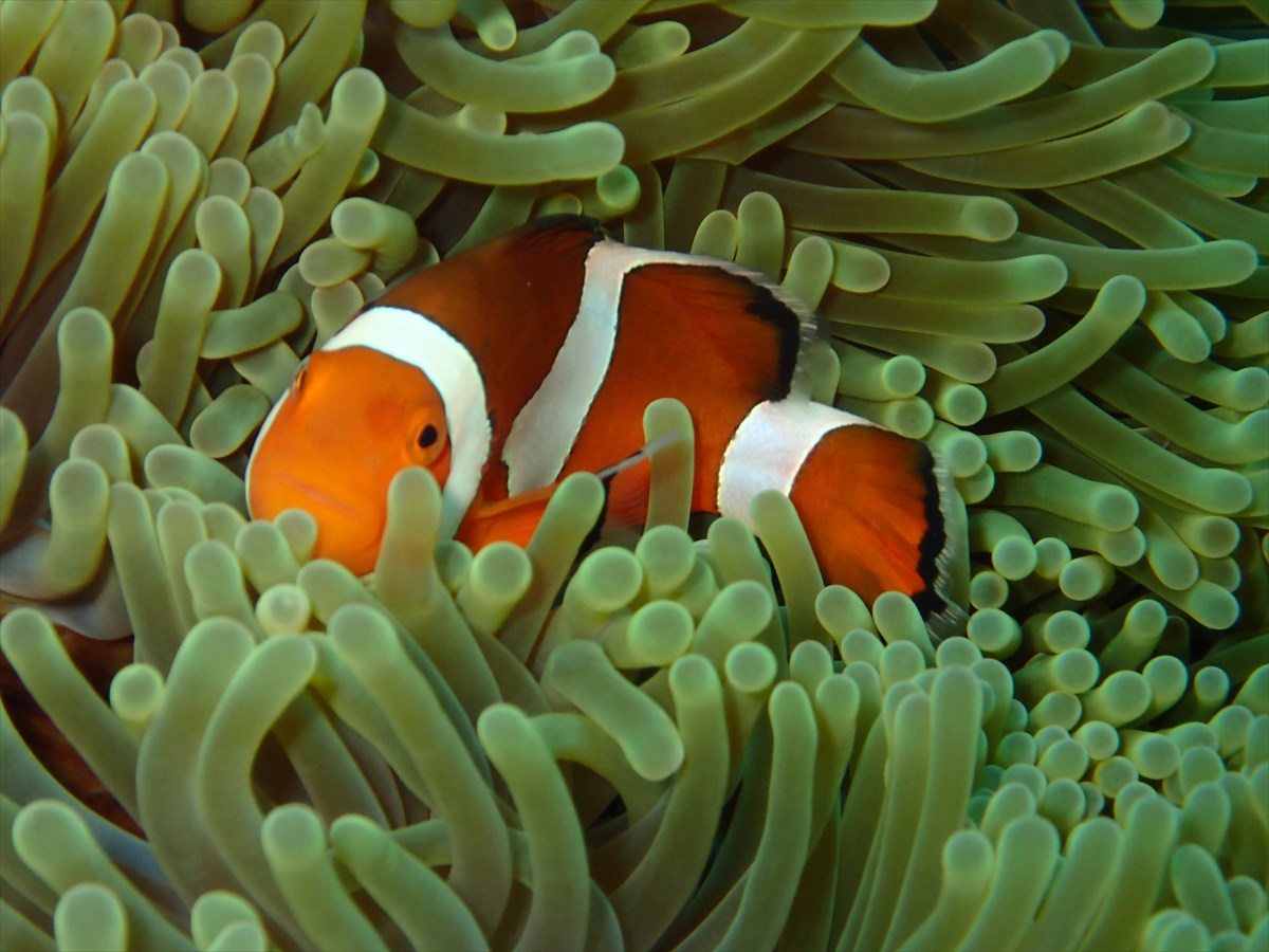 F̐lCҁAJNN}m~(j)ƋLOʐ^B낤II