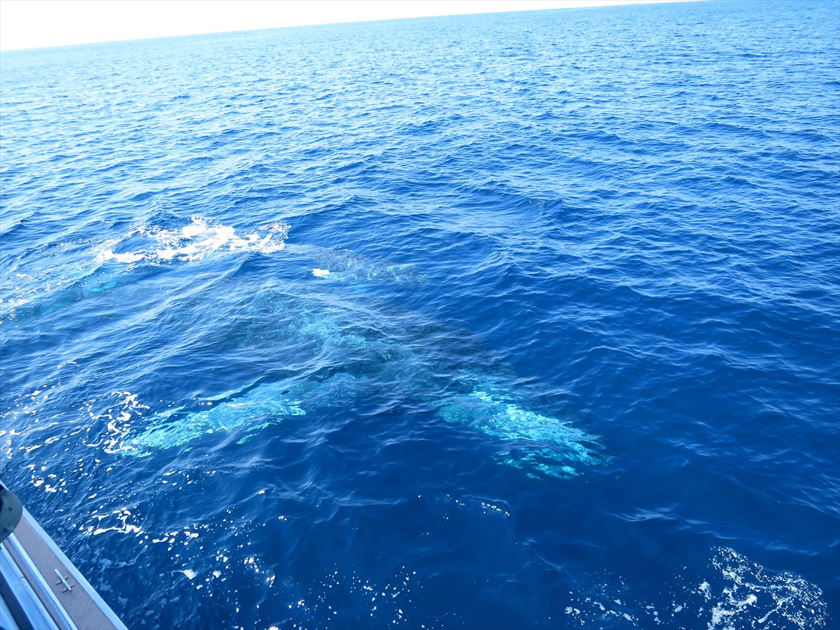 �t�����h���[�ȃN�W���́A�D�̐^���ŏo�Ă��Ă���邱�Ƃ�����A�厩�R�ł̃U�g�E�N�W���̔��͖��_�ł��B