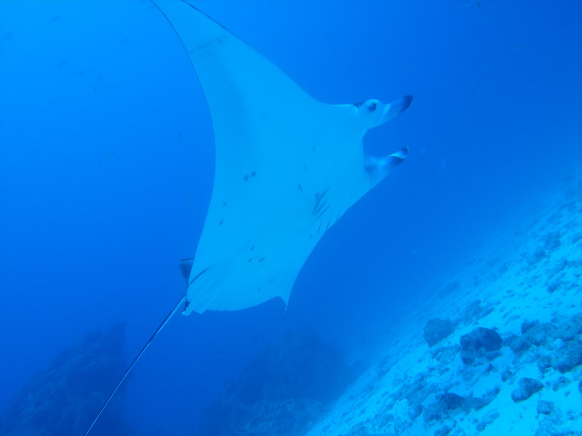 Ăɂ̓}^ɉ邱Ƃ܂܂AFl̉^łˁI