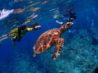 ウミガメに会える海があります♪