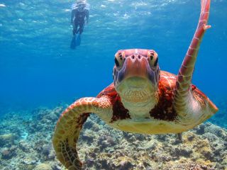 ケラマ諸島国立公園では、ウミガメに高確率で出会えるポイントがたくさんございます。さぁ皆さんもウミガメと泳ごう!!