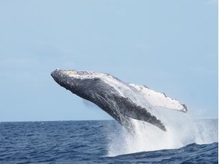 貸切ボートでザトウクジラに会いに行こう♪