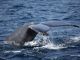ザトウクジラの尾びれ