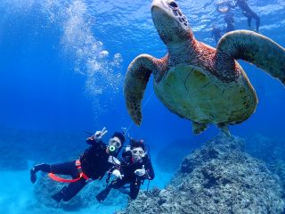 ケラマ諸島国立公園ではカメ遭遇率80%!! ウミガメと泳ごうよ