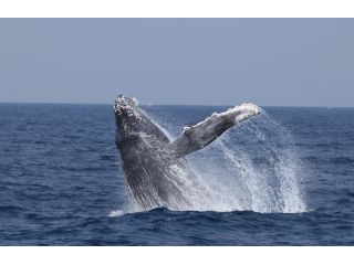 世界最大級の哺乳類ザトウクジラ、毎年1月〜4月にかけて沖縄近海の海に子育て、出産のためにやって来ます。