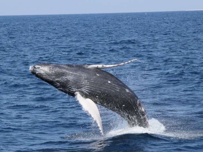 �N�W���̃W�����v�i�u���[�`�j�ł��B