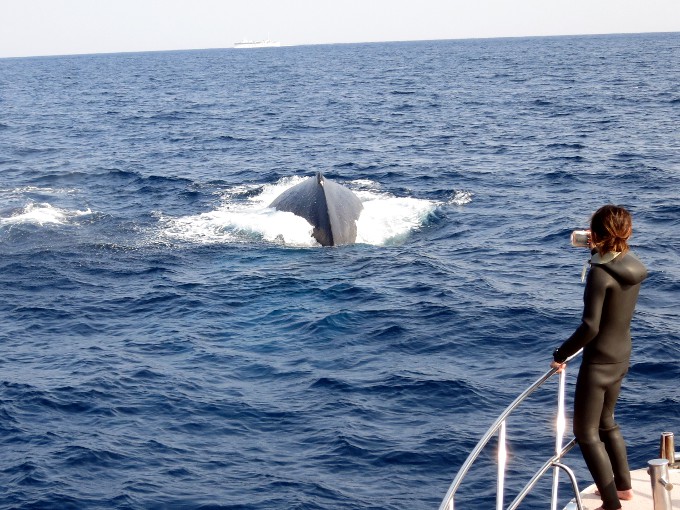 �U�g�E�N�W���̃��X�A30�g���߂����蔗�͖��_�̑傫���ł���B