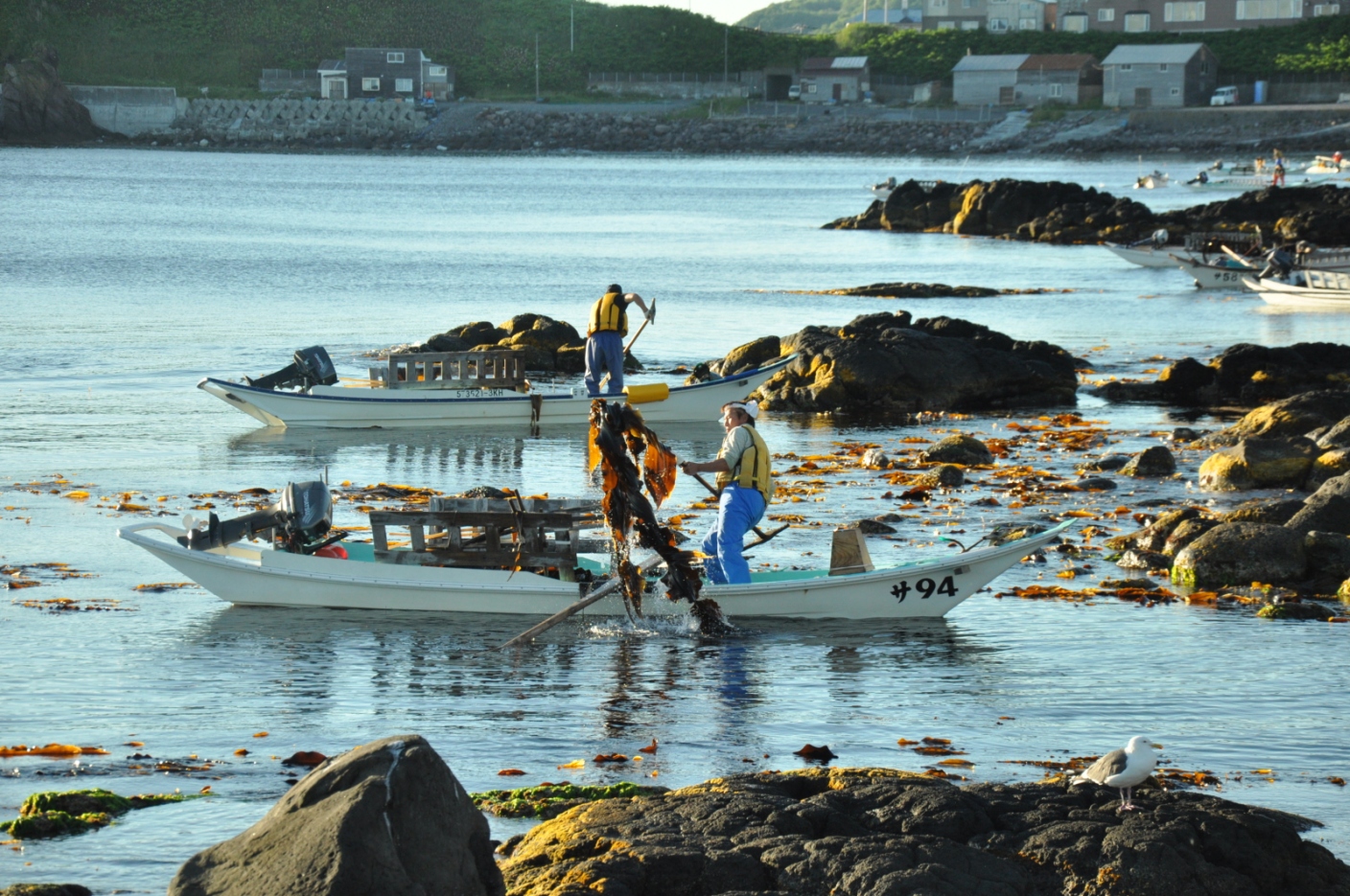 �����ɂ��C����̓��́u�V�R�R���u���v��u�E�j���v�̕��i���������������܂��B