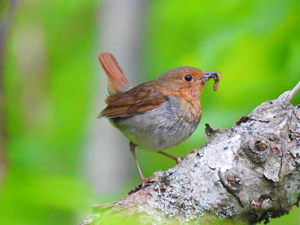 �t�`���Ă̓R�}�h������������܂�