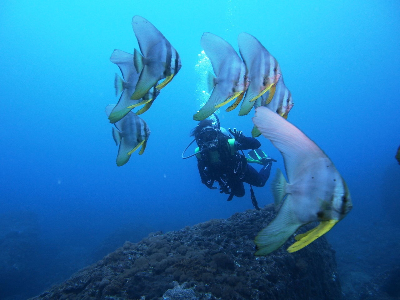 宮崎県日南市南郷町の水中世界へご案内。