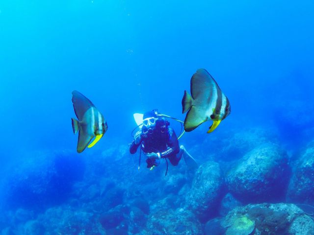 ツバメウオ。夏によく出会えます♪