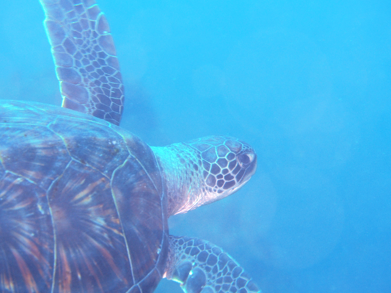 運がいいと、アオウミガメに出会えます♪