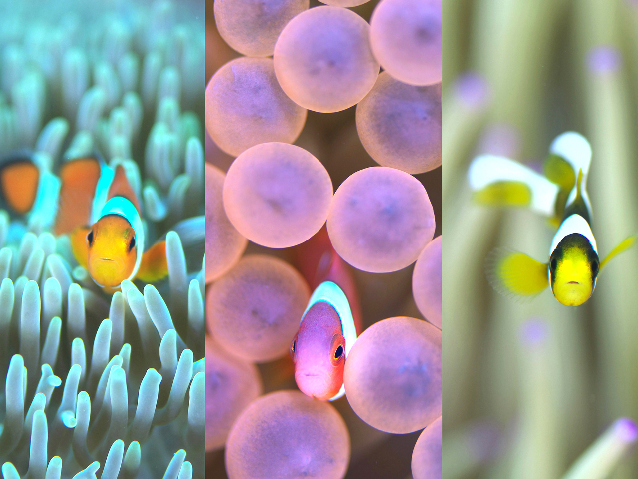 JNN}m~An}N}m~AN}m~ {ɂ6ނ̃N}m~̒Ԃł