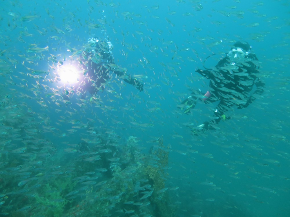 沢山の魚たちと遊びながらスキルUP!!