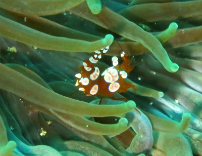 可愛いエビも♪