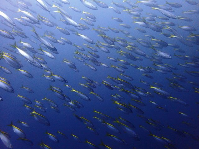 魚影の濃い《ボートダイビング》