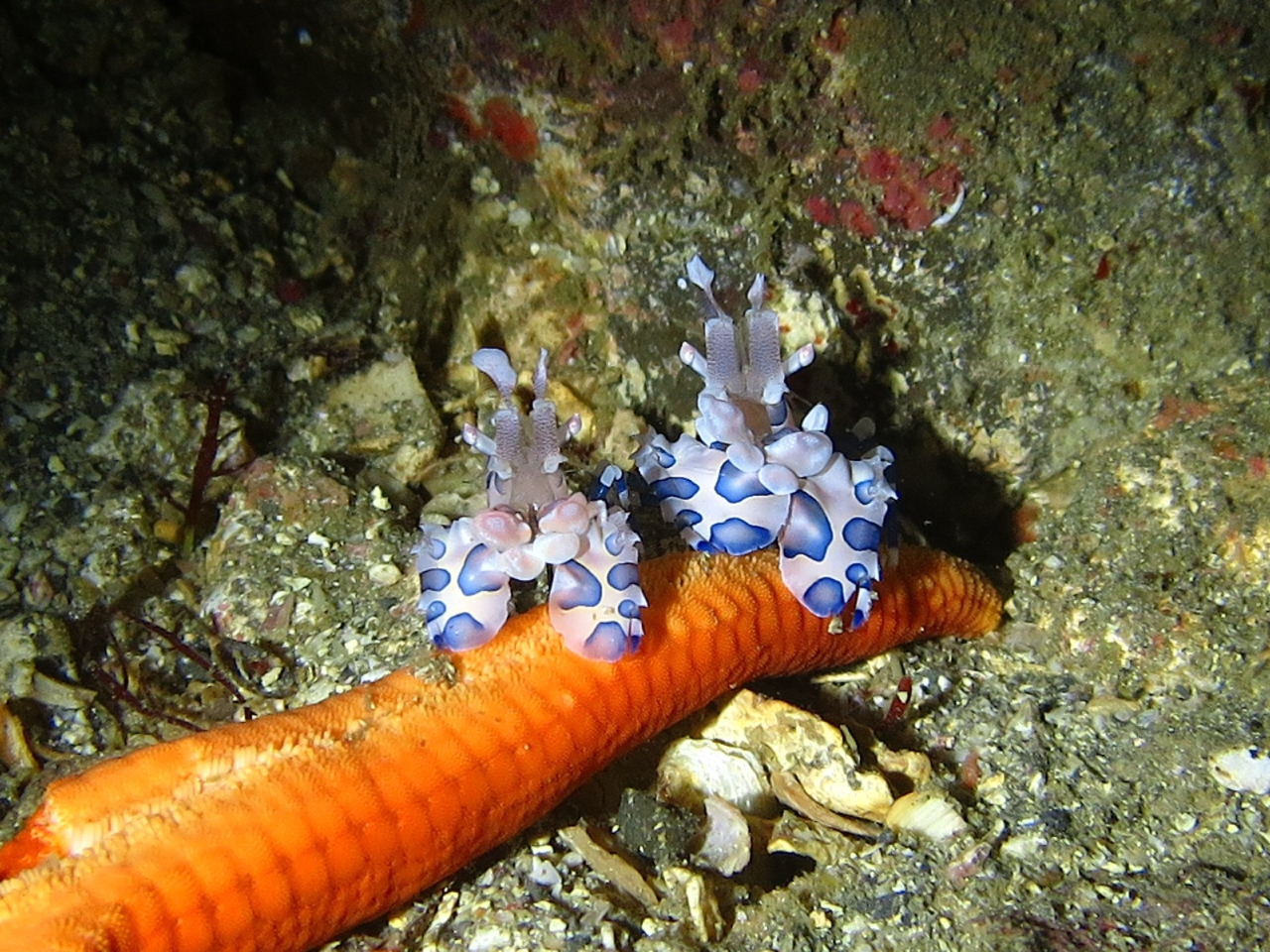 いい被写体に♪