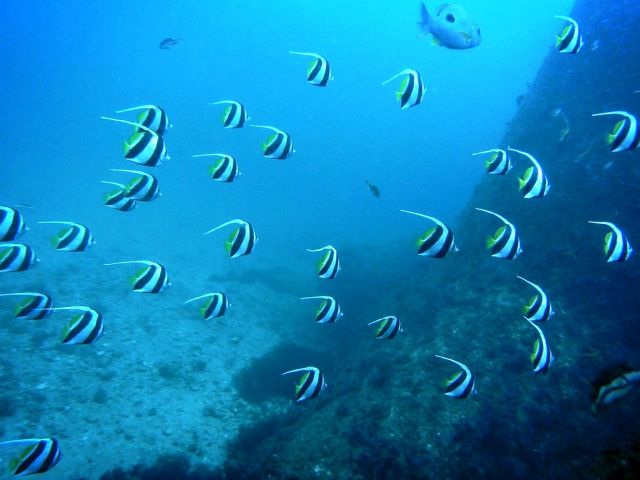 カラフルな魚たちも!!