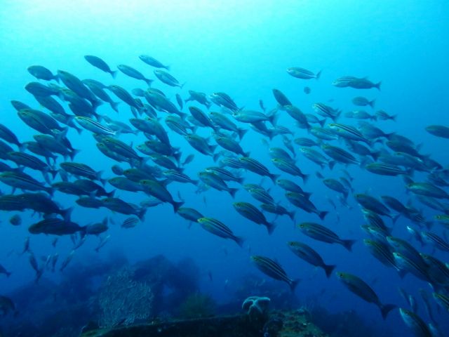 伊豆の海を楽しもう♪