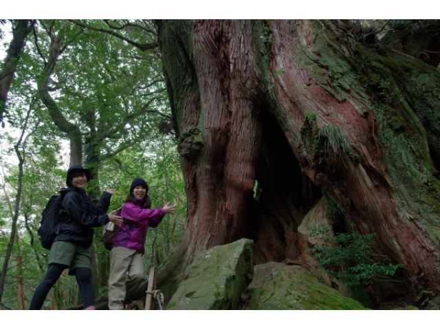 白谷雲水峡でも大きな屋久杉を見ることができます。こちらは二代大杉。