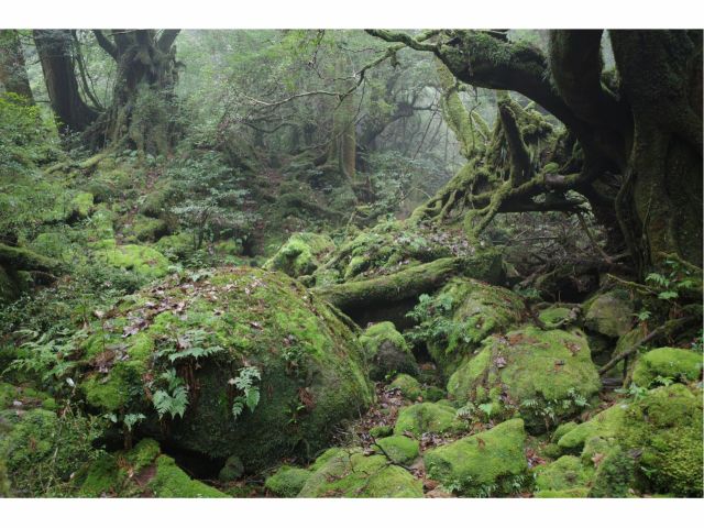 あたり一面「緑の世界」