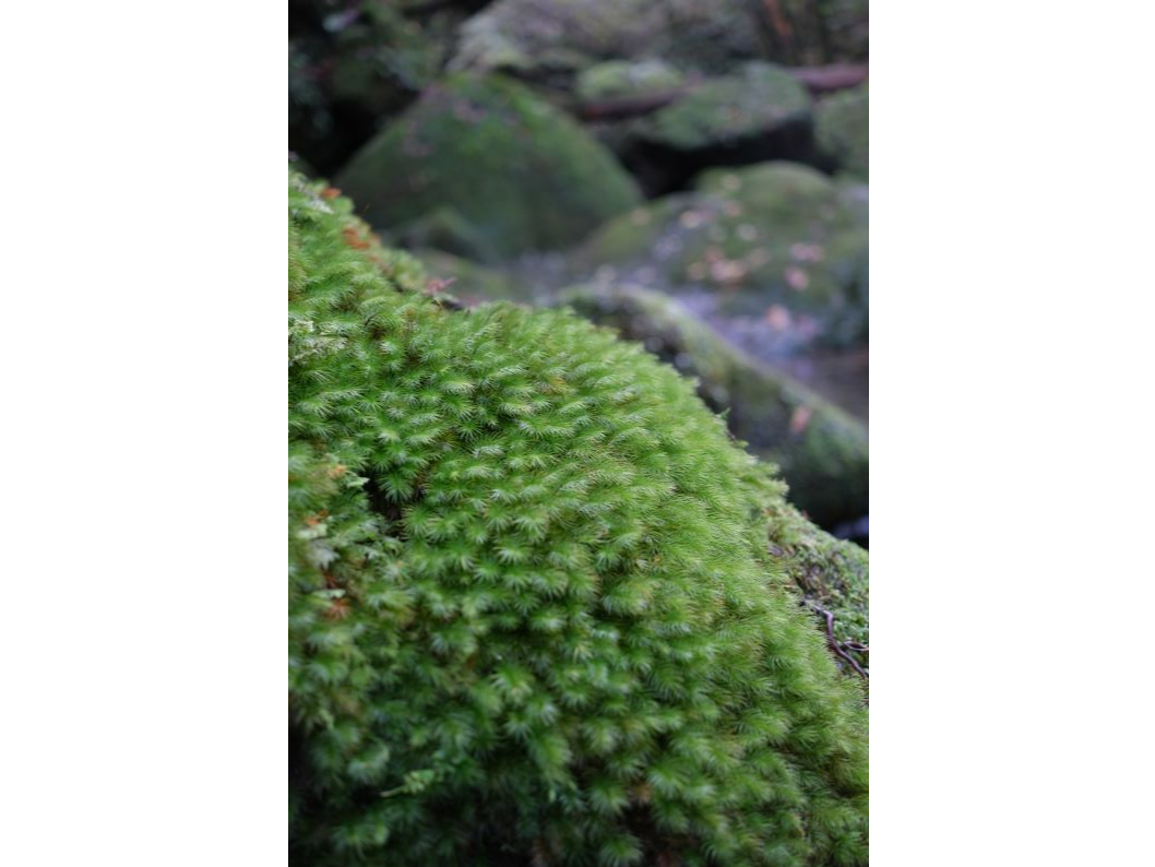 낢ȃRP邱Ƃł܂BӂӂȃRPB