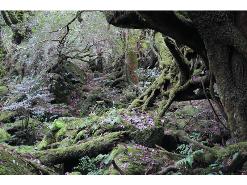 όuۂނXvBɎ܂ł\񕪂ɑۂނXł