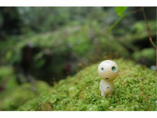苔むす森ではコダマと出会えるかも?