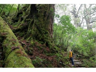 一緒に巨木と向き合いませんか?
