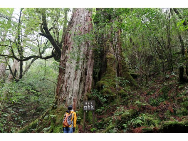 イチオシの屋久杉「母子杉」。推定樹齢は2600年