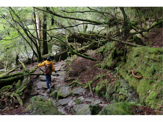 白谷雲水峡にも負けない苔むした森