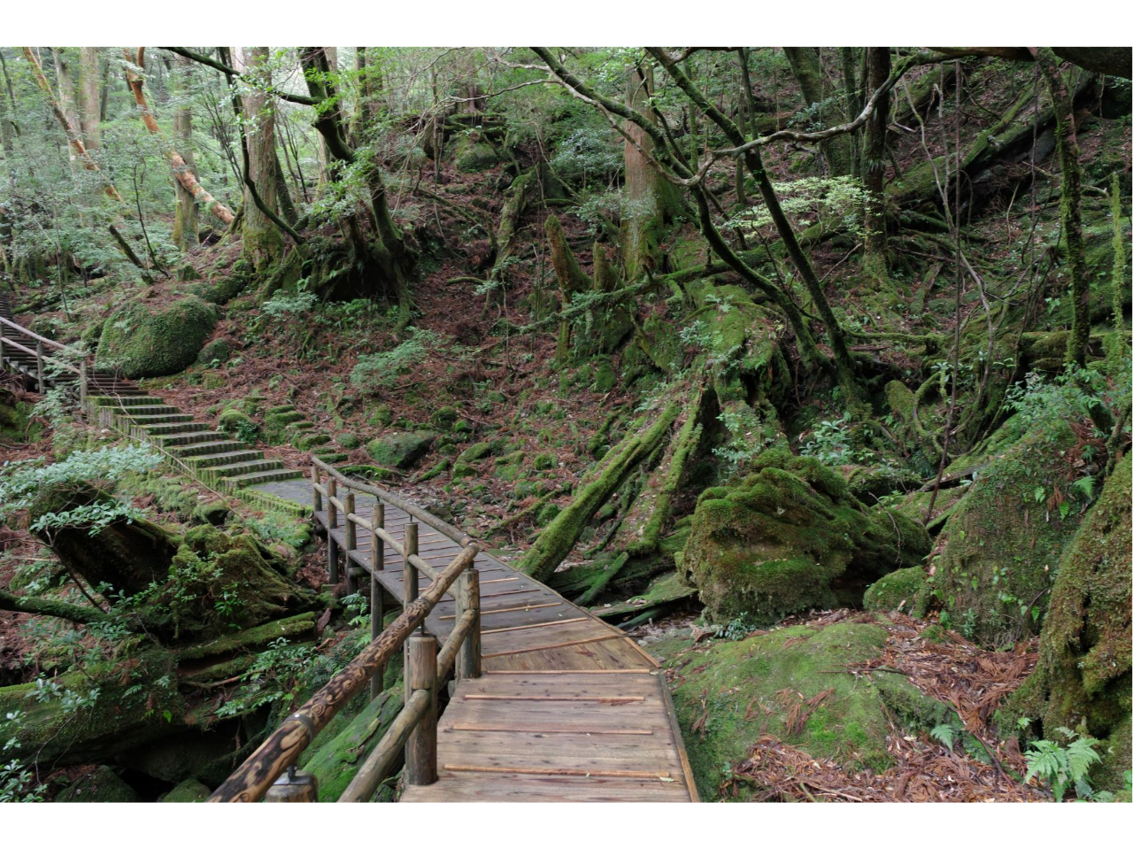 TOR[X܂ł͐ꂽłAȏɂȂƖ{iIȎRƂȂ܂̂łӂB