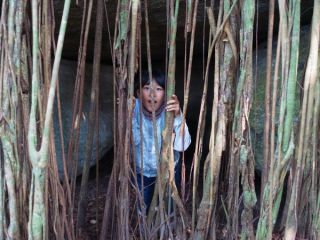 牢屋のようなガジュマルの樹