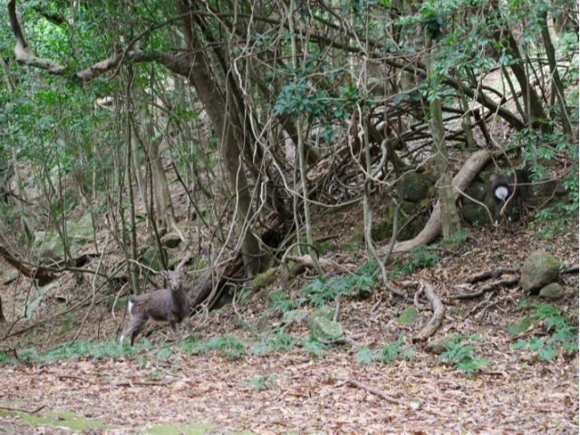 ヤクシカやヤクシマザルに出会えること間違いなし