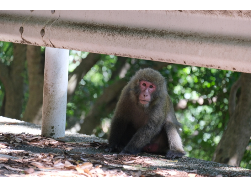 ѓł̓NV}U⃄NVJƏoƂł܂