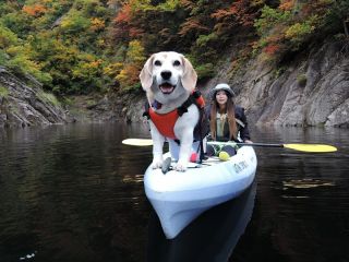 わんわんカヌーツアー 愛犬と戯れよう お写真サービス 湖上でおやつタイムも ウィズスポーツ じゃらん遊び体験 わんわんカヌーツアー 愛犬と戯れよう お写真サービス 湖上でおやつタイムも ウィズスポーツ じゃらん遊び体験