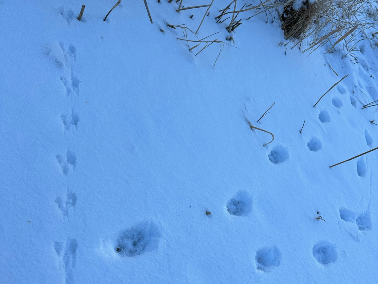 �F�X�ȓ��������̑��Ձ@���̓������̓K�C�h�ɕ����Ă݂�